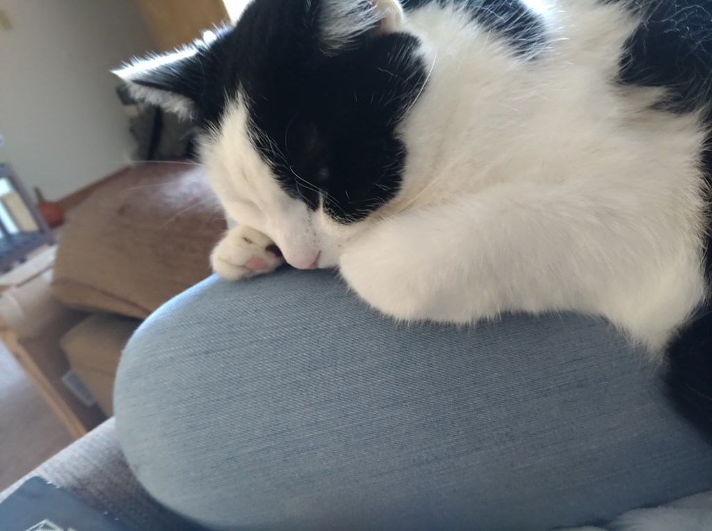 A black and white cat sleeps on a jeans-clad leg with his paws folded under his head.