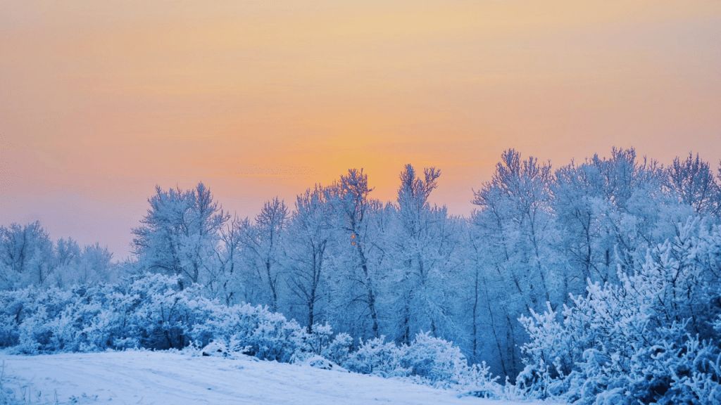 A snow-covered forest against an orange sunset.