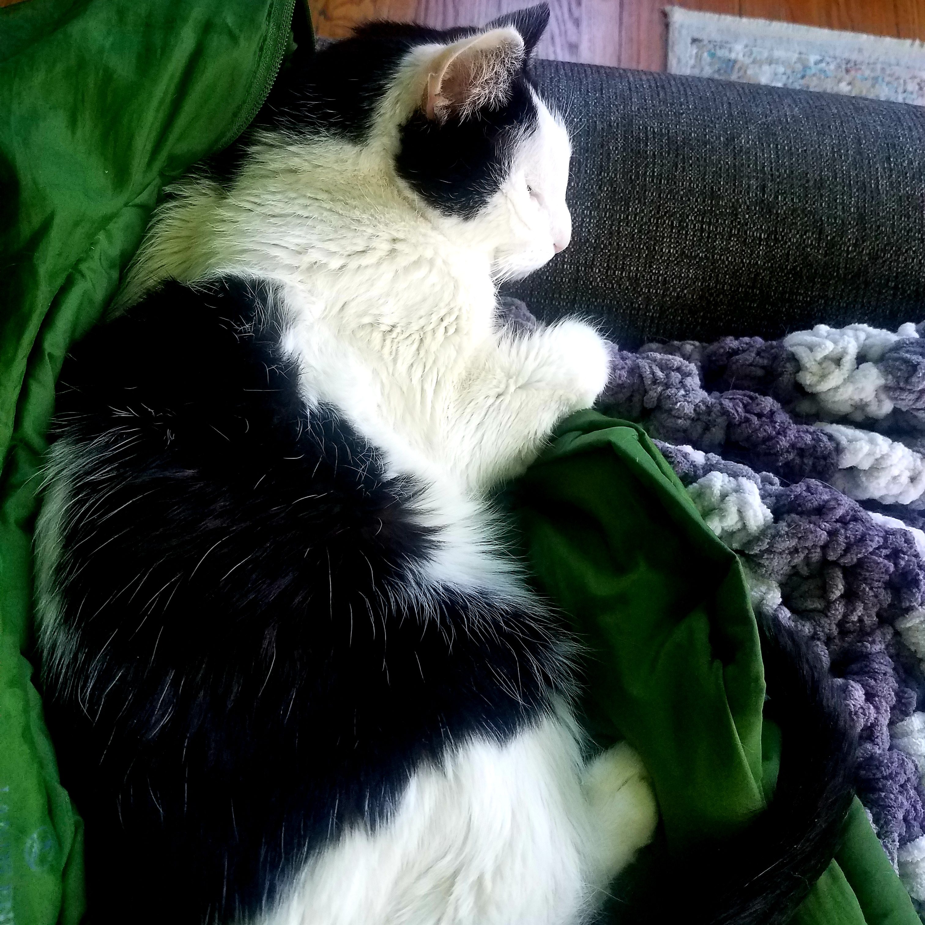 A black-and-white cat lies on a nest made from a green winter coat and a bulky, gray crocheted scarf. He rests his head on the arm of a dark gray couch.