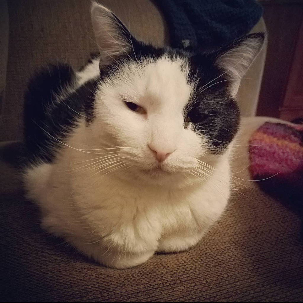 A black and white cat sits in a "loaf" position with his feet tucked beneath him. He looks at the camera with half-lidded eyes and a content expression.