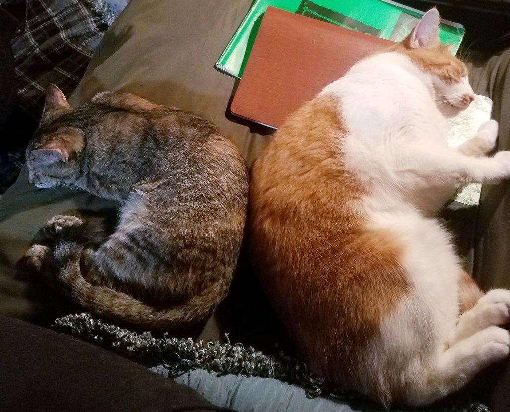 Two cats sleep back to back on a dark green couch, curled into semi-circles. On the left is a four-month-old gray tabby with orange patches, and on the right is a chunky orange and white cat, who is sleeping on a stack of notebooks because he's weird like that.