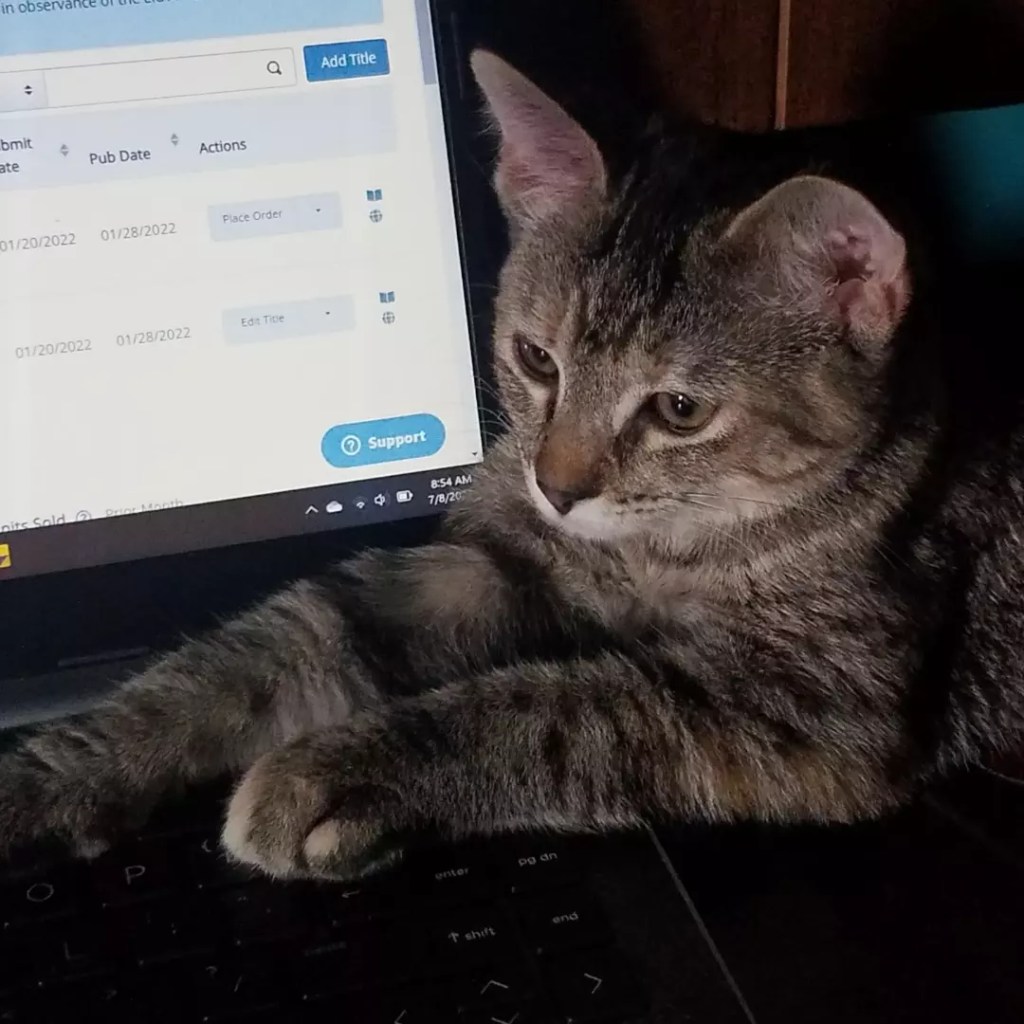 Shepard, a brown-and-gray tabby kitten, lies next to a laptop with both paws draped across the keyboard.