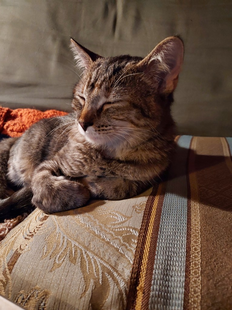 A gray and orange tabby/tortoiseshell kitten sleeps on a tan and blue striped pillow, her head raised and her paws folded politely underneath her. 
