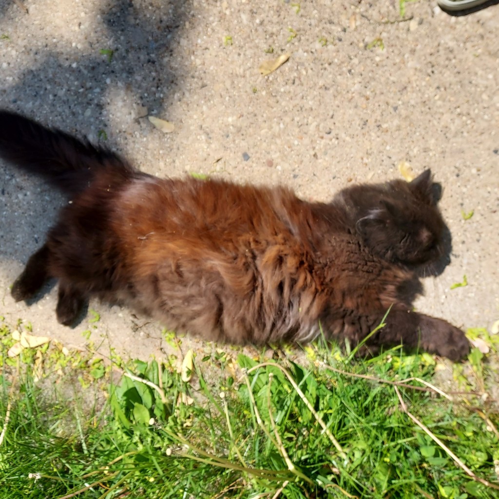 A fluffy black cat lying on his side on the sidewalk, with fluffy belly on display.