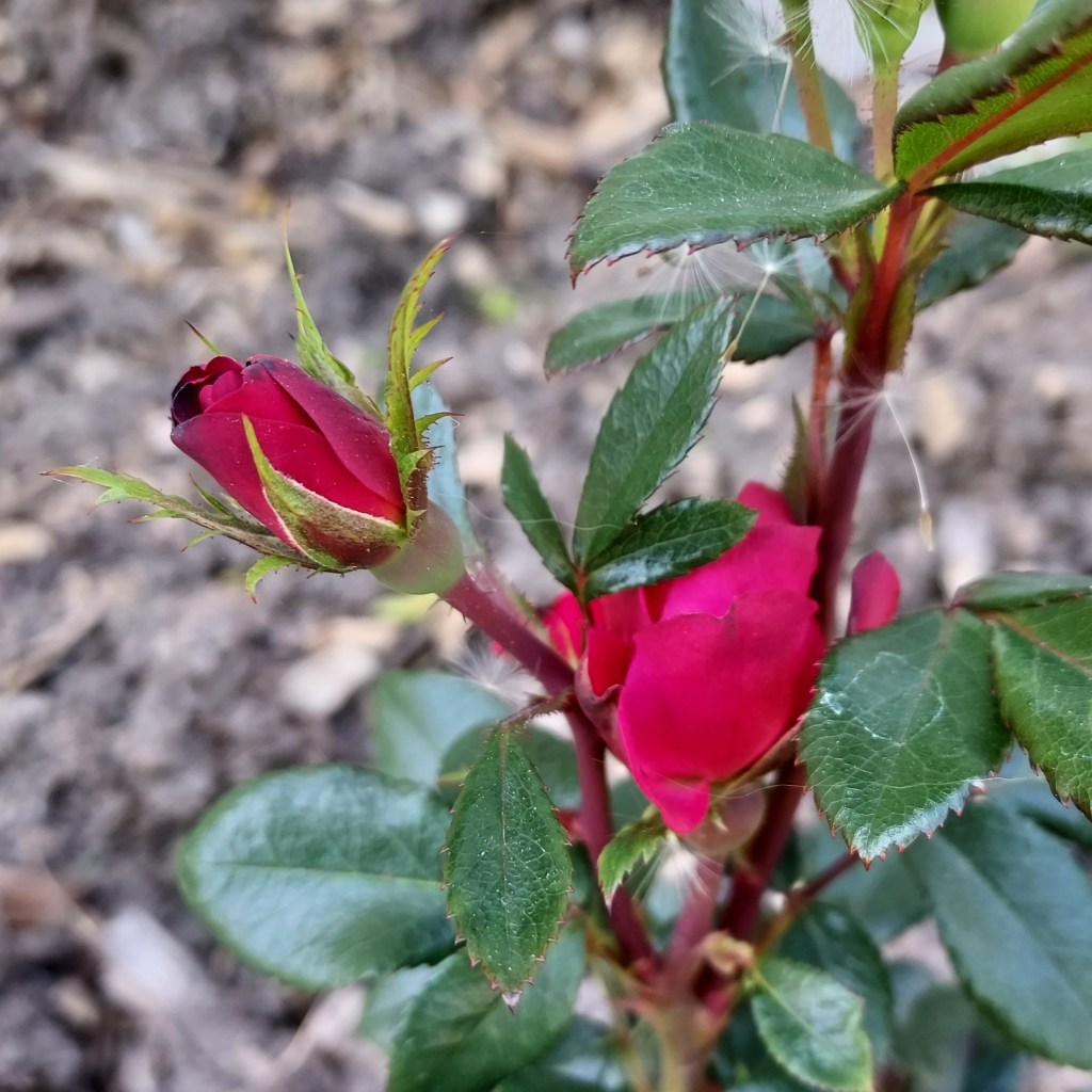 A rose bud and a fully bloomed miniature rose, surrounded by green leaves and covered in dandelion seeds.