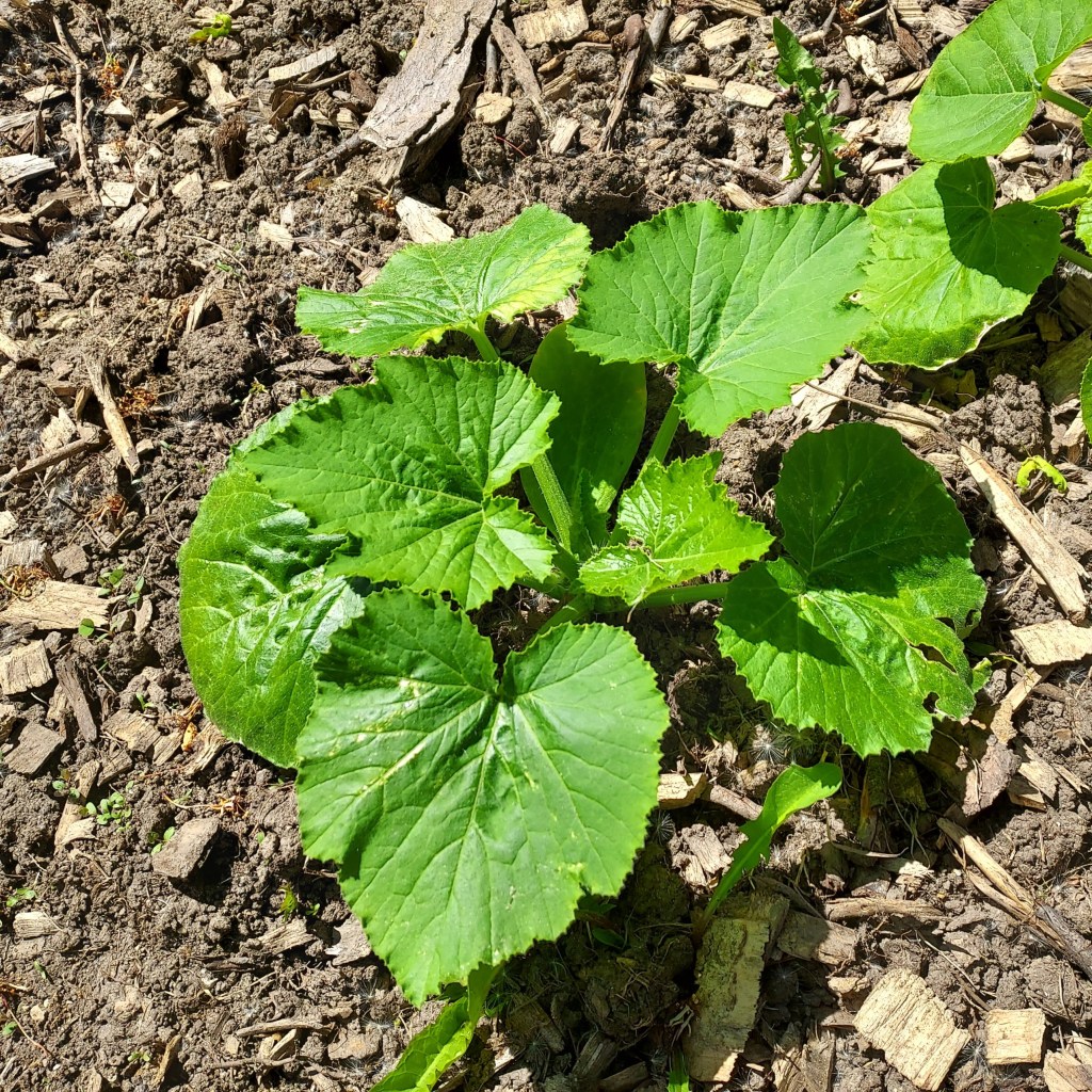The wide, heart-shaped green leaves of a pumpkin plant, photographed from above.