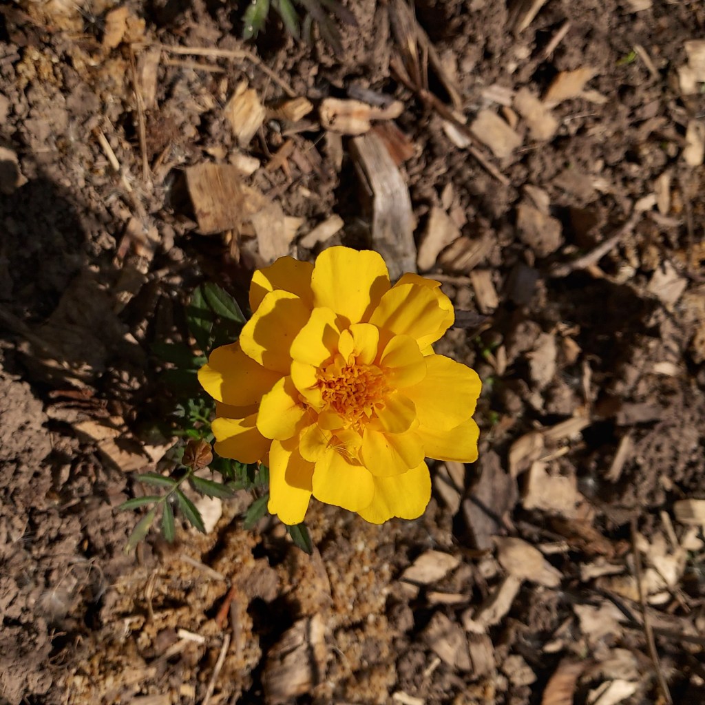 A bright yellow marigold, photographed from above.