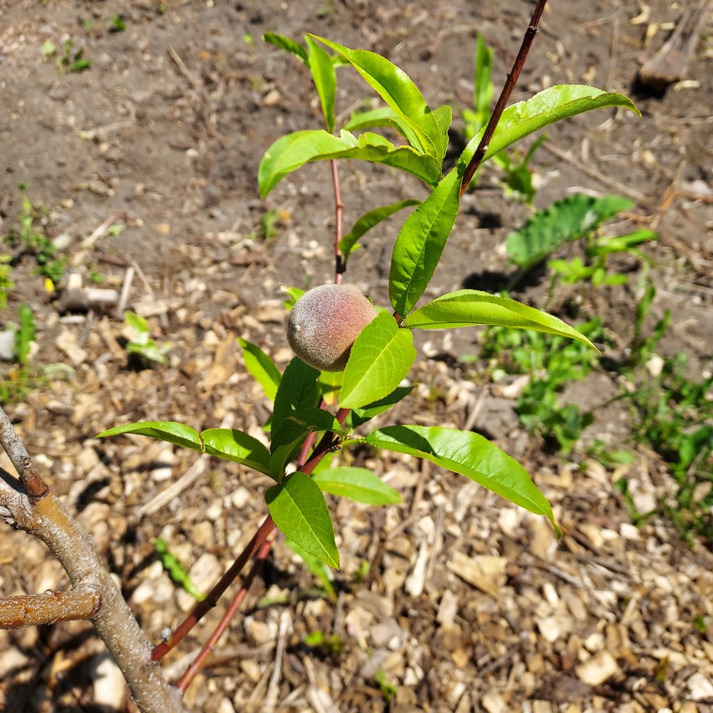 A tiny, fuzzy peach growing on a small branch, surrounded by leaves.